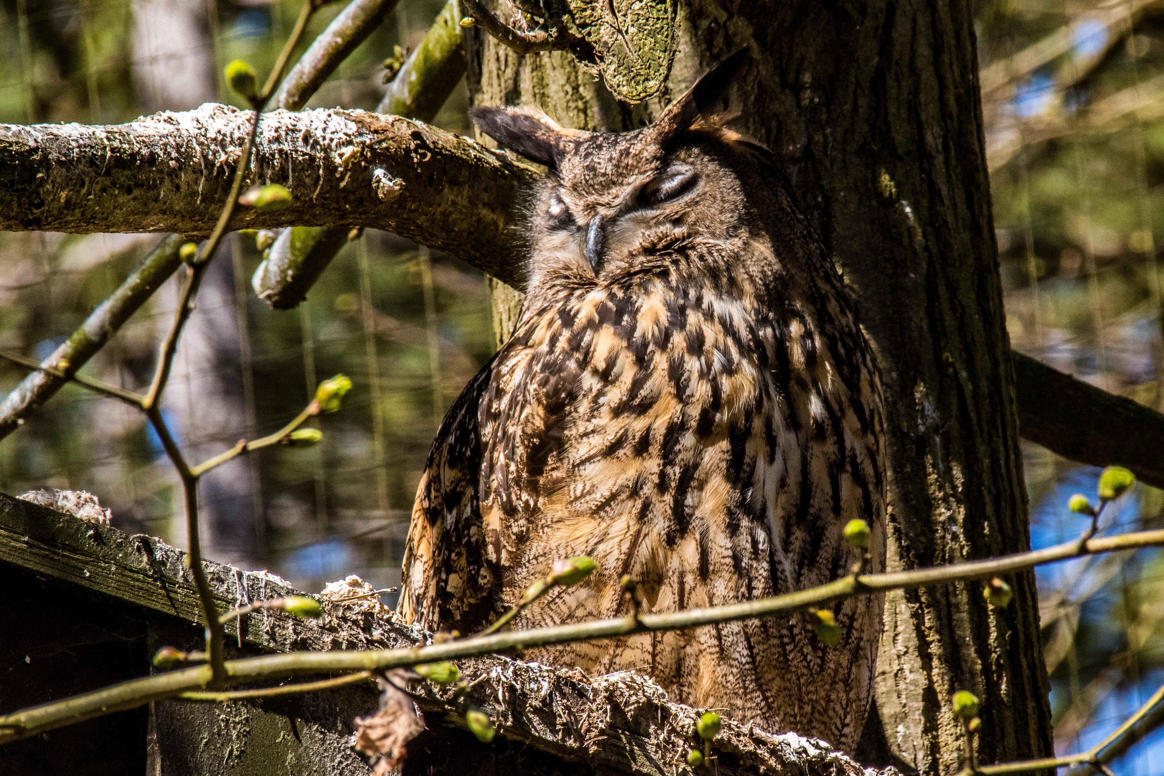 Hibou grand duc-03.jpg